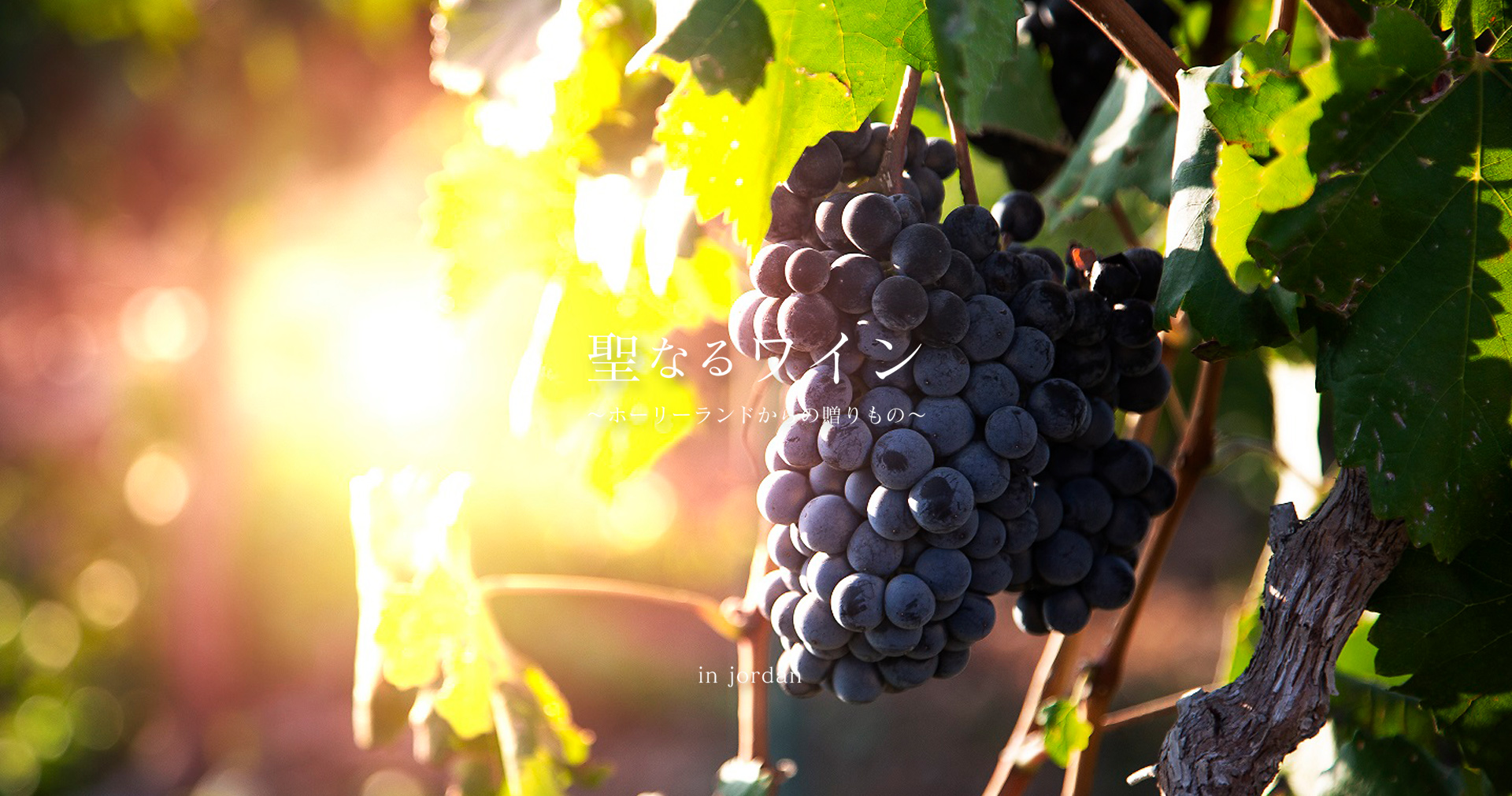 ホーリーランドで作られたワイン ホーリーランドで作られたワイン